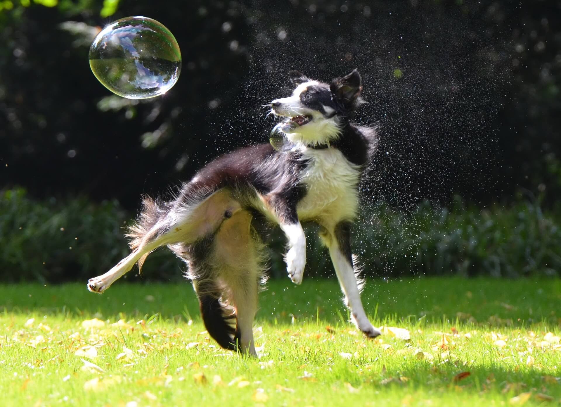 border collie service dog