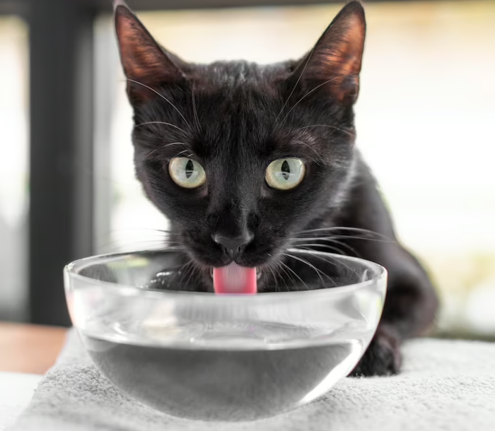 black cat is drinking water