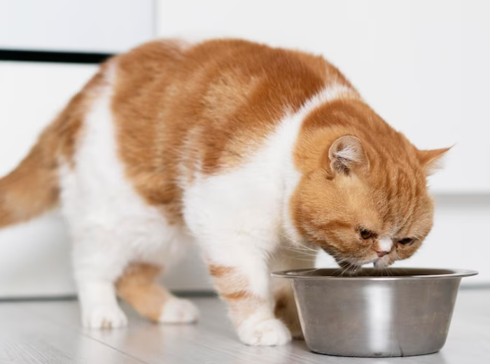 orange-white cat is drinking water from a water bowl