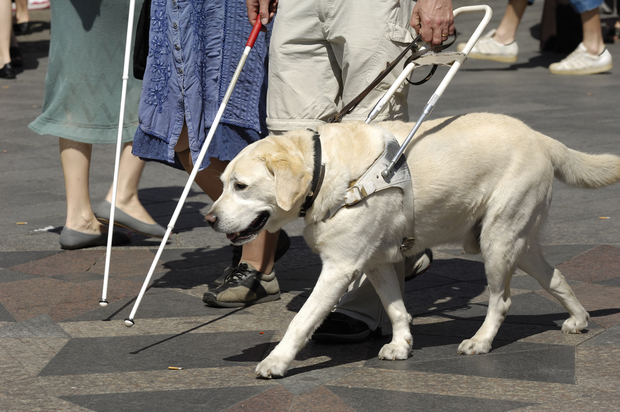 How Are Guide Dogs Trained To Help The Blind 
