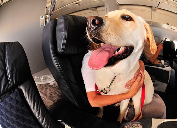 Step-by-Step Instructions for Registering Your Pet as an Emotional Support  Animal