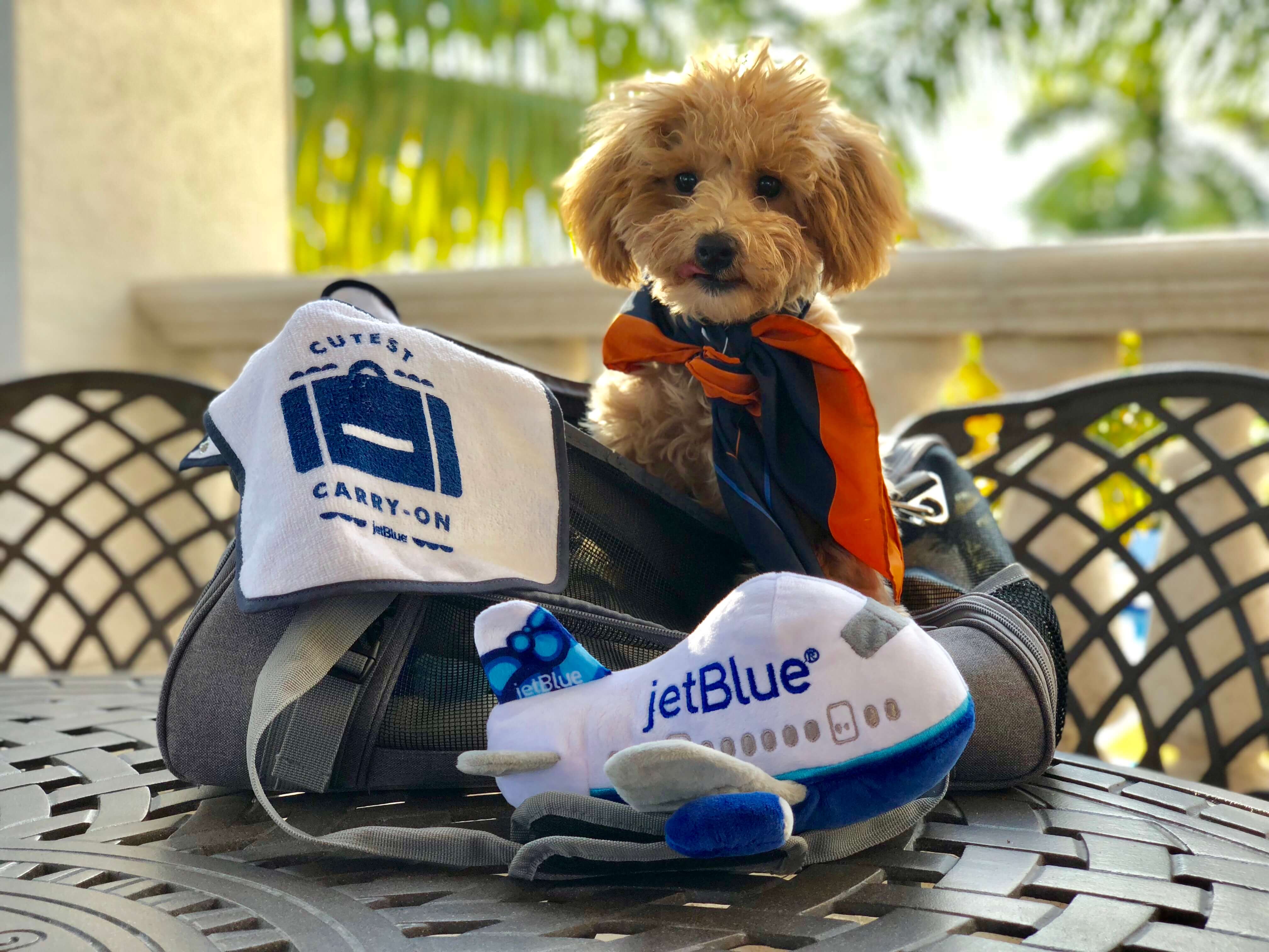 dogs on jetblue flights