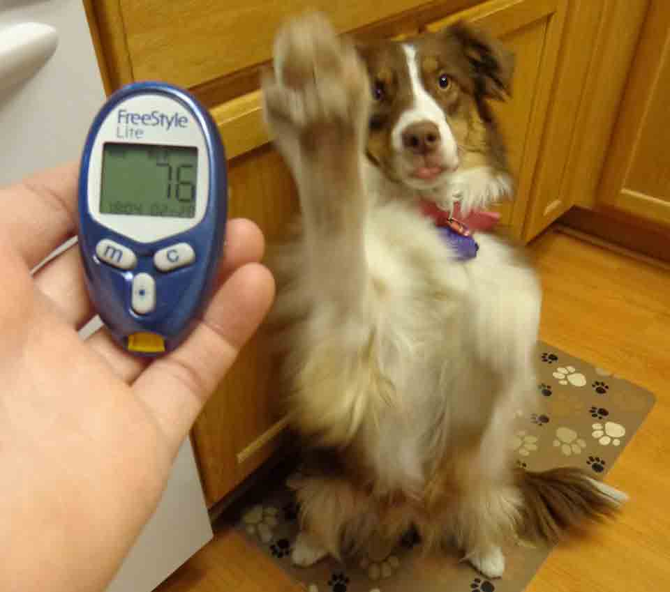 What does a Diabetic Service Dog Do? Can You Train Your