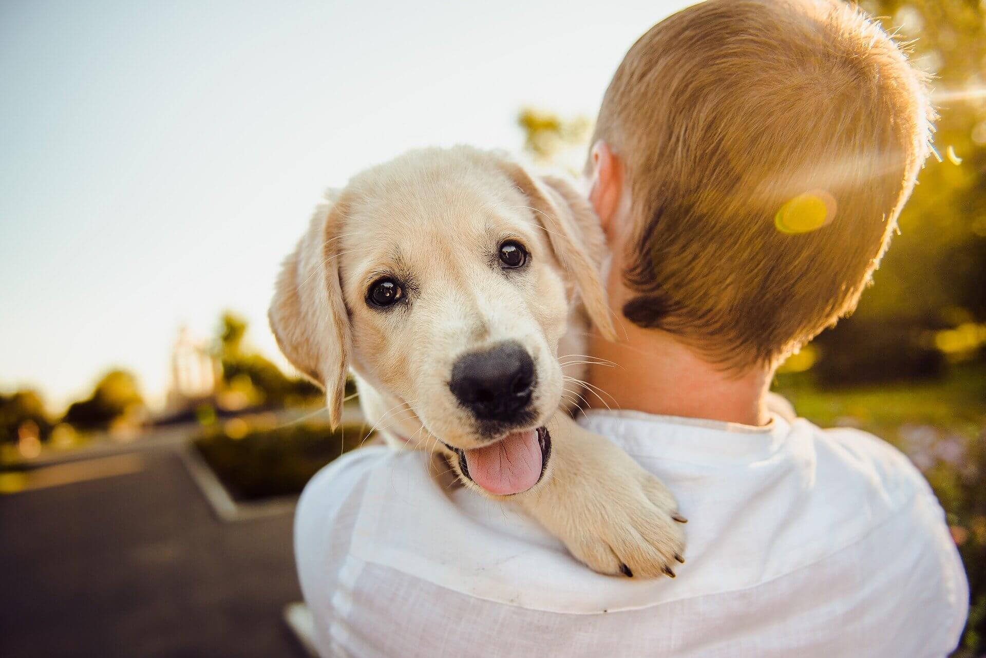 what qualifies a dog as a service dog