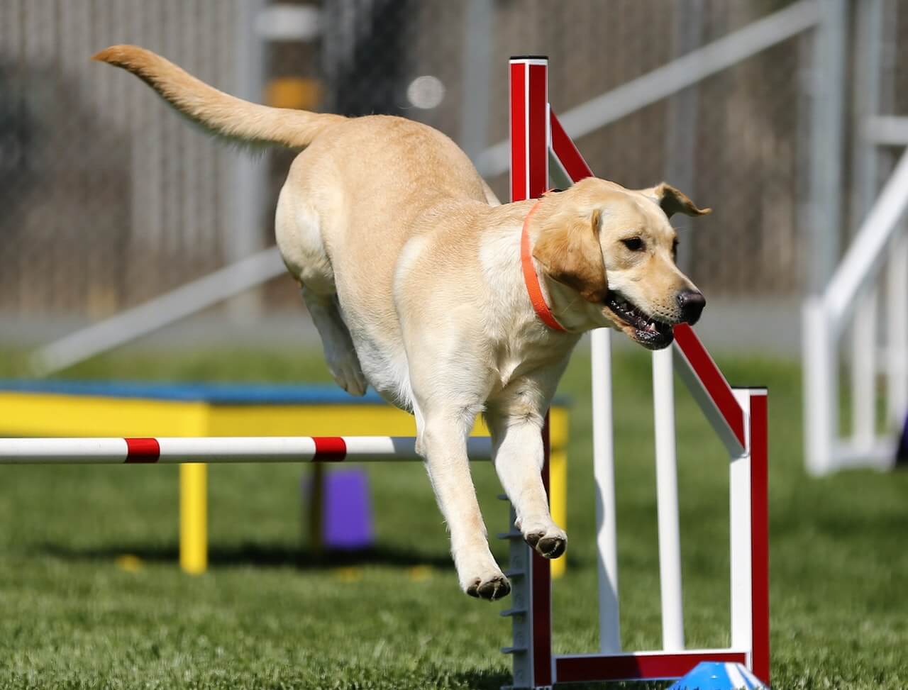 positive reinforcement dog training