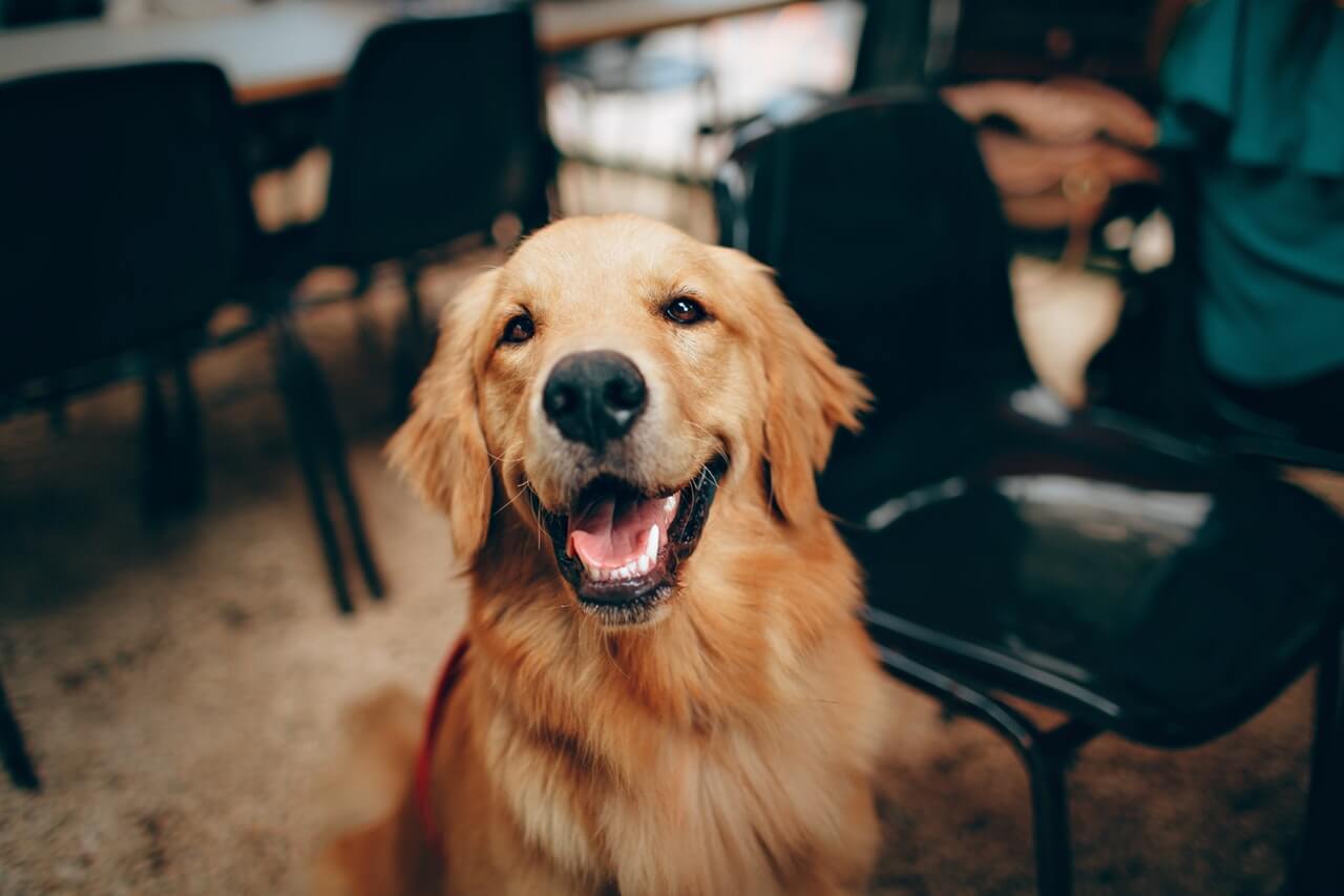 seizure response dog