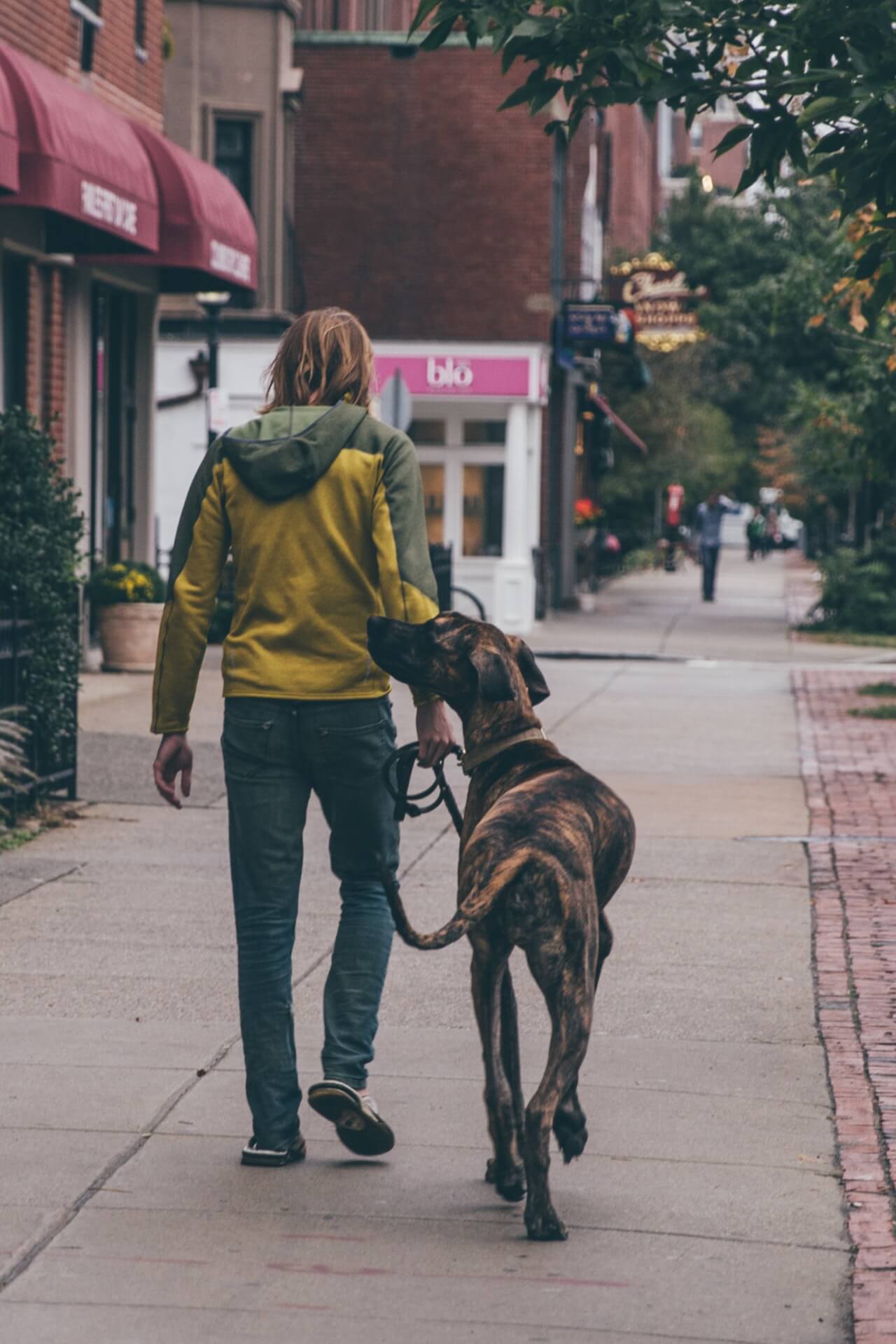 mobility assistance dog