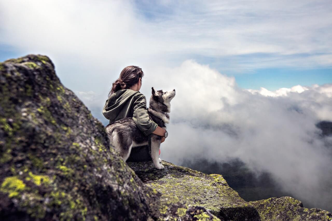 fly with dog