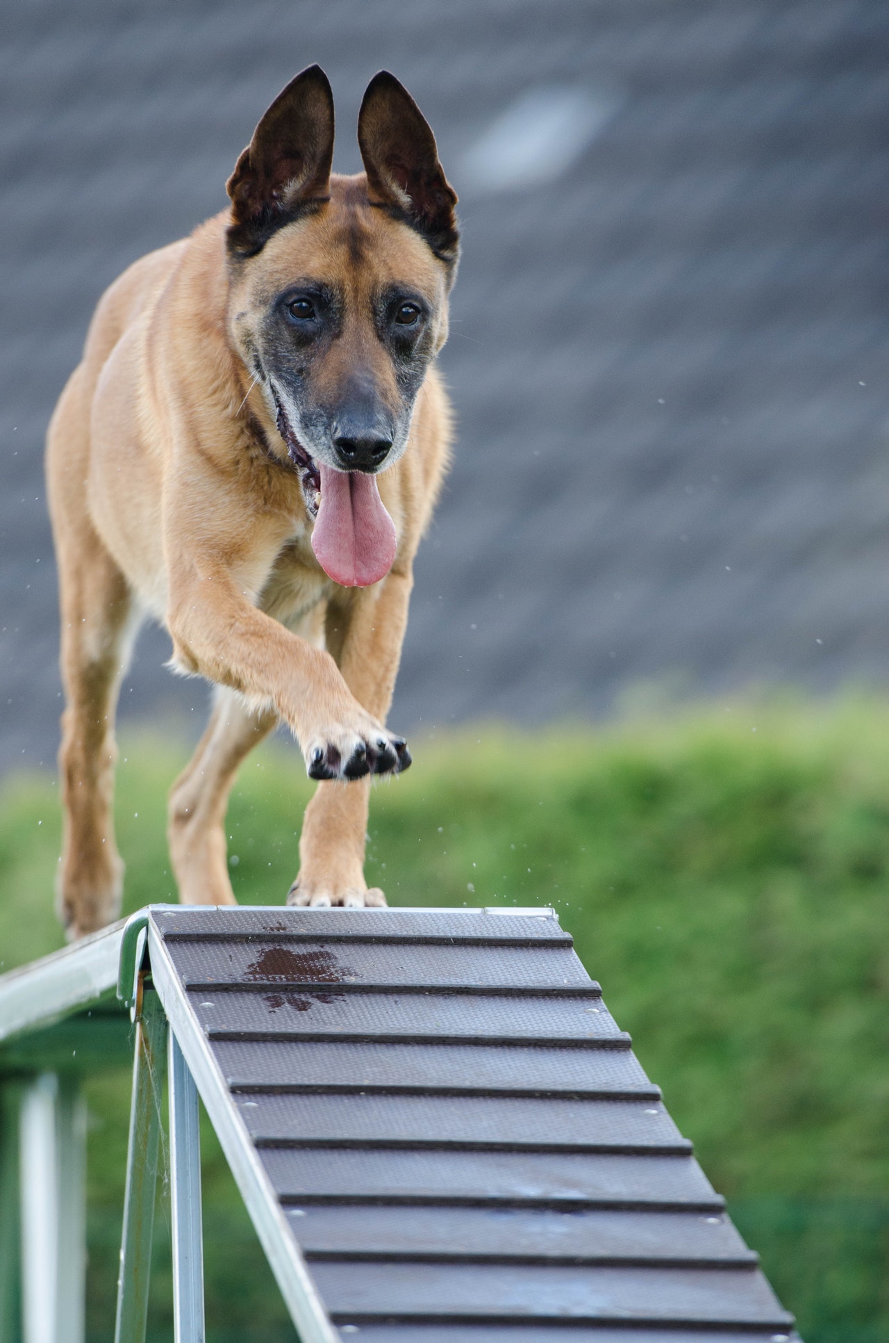 service dog training
