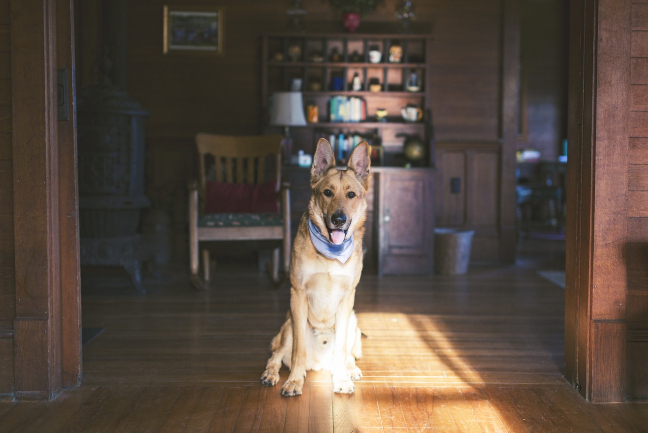 può un padrone di casa rifiutare un cane di servizio