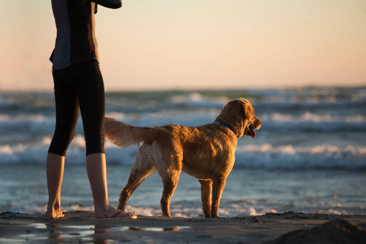 service dog for anxiety