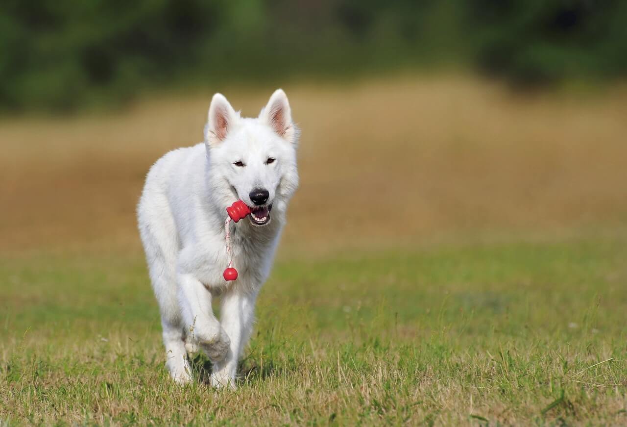  how long does it take to train a service dog