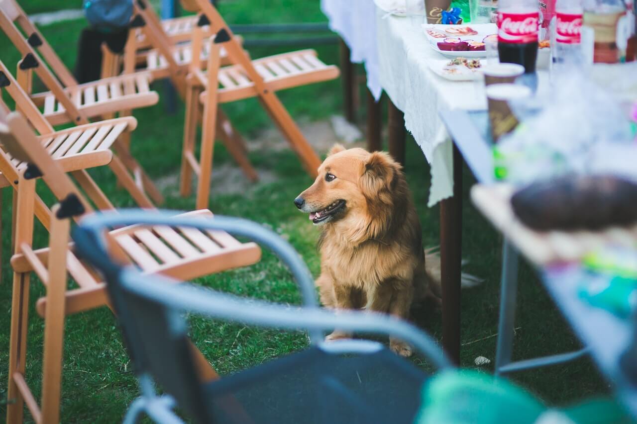 dog friendly restaurants