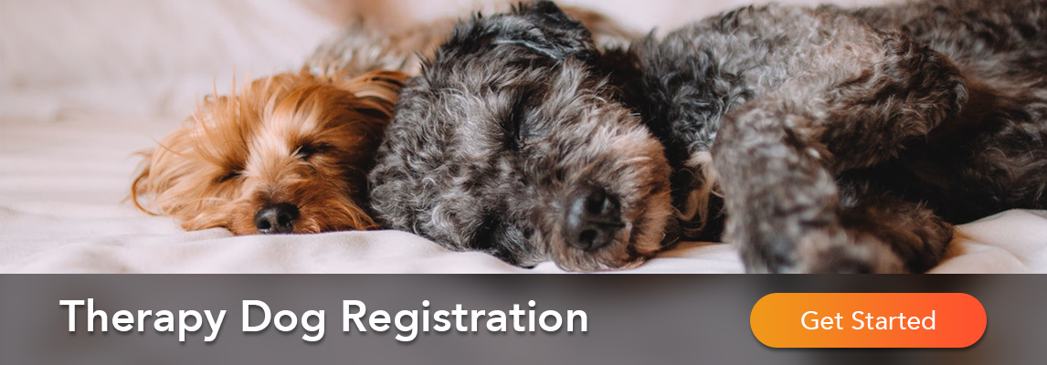 Therapy Dog Registration
