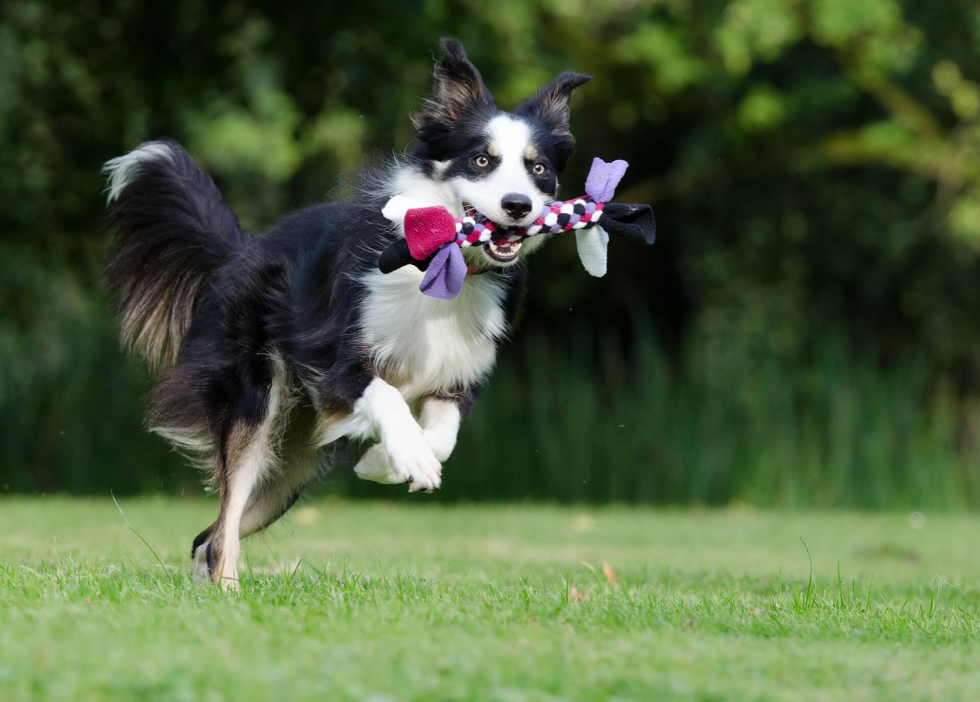 border collie service dog