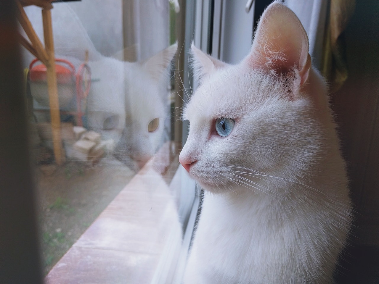 separation anxiety in cats