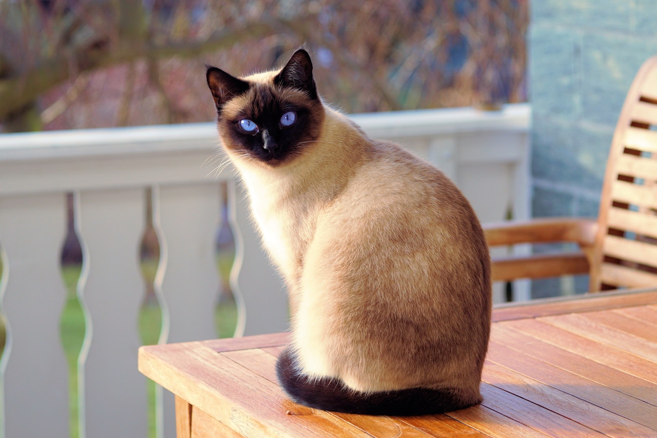 register cat as emotional support animal