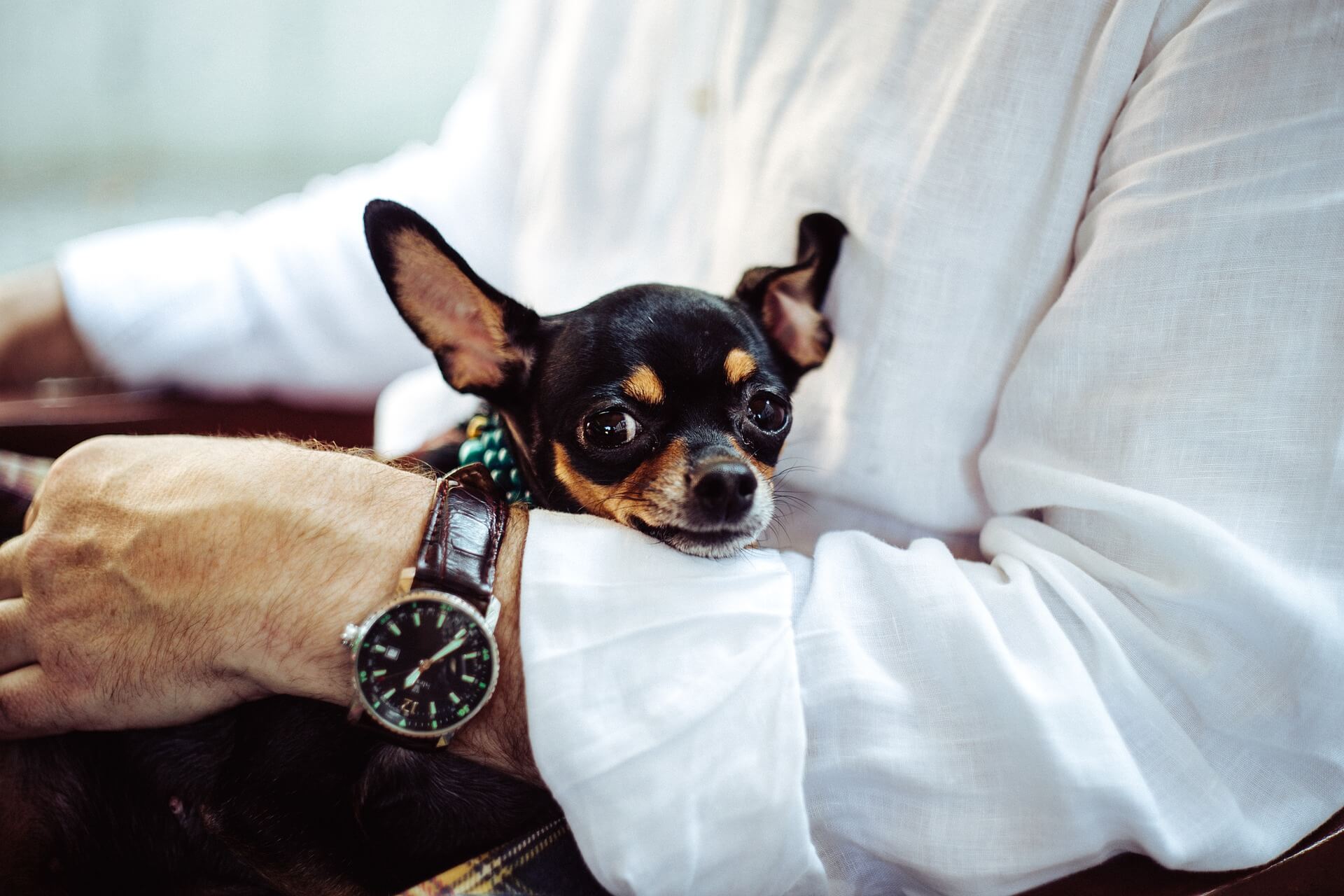 Chihuahua service dog