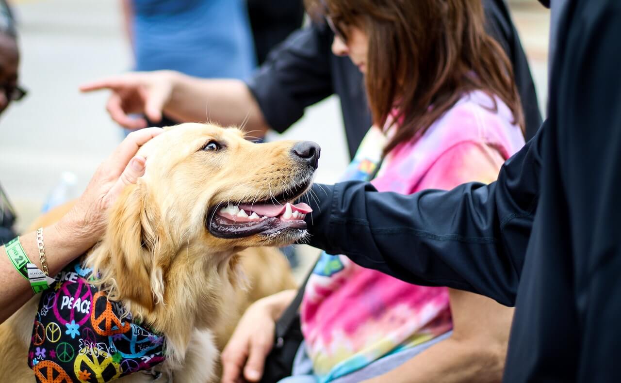 hearing dogs for the deaf