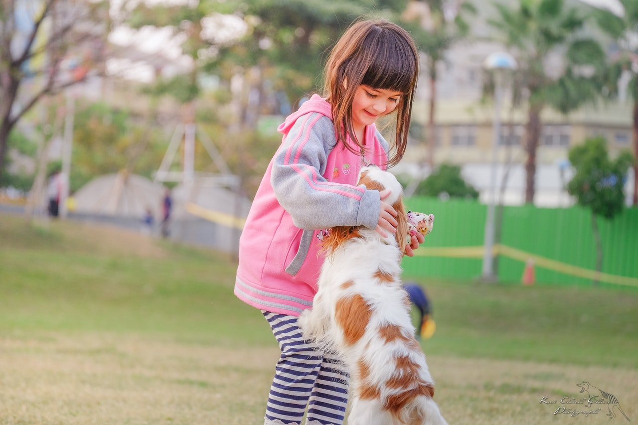 what is a therapy dog