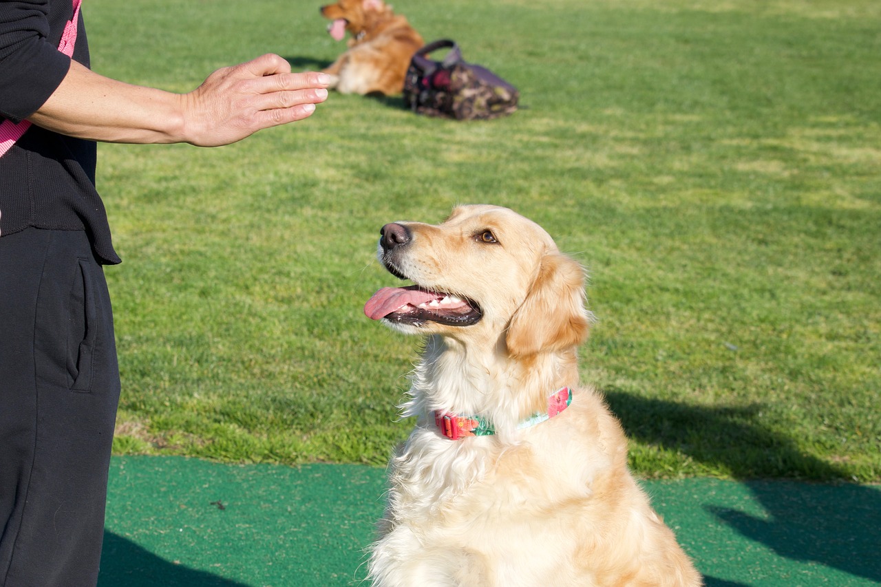 golden retriever service dog