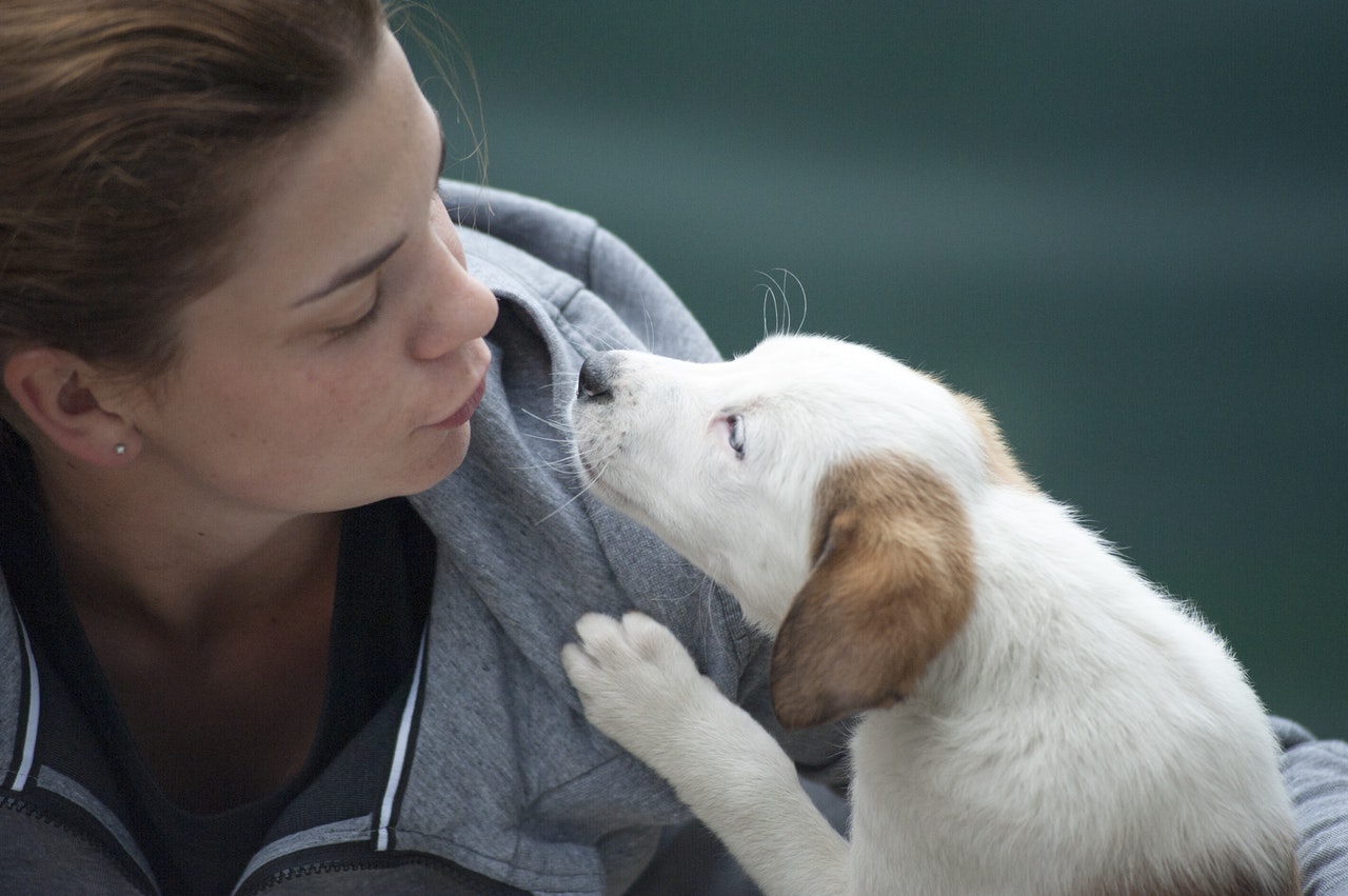 service dog breeds for anxiety