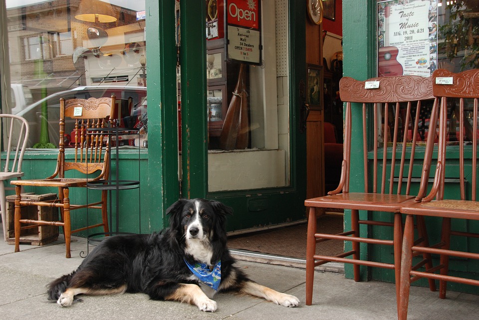 dog friendly stores