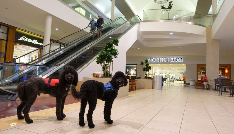 dog friendly shopping centre