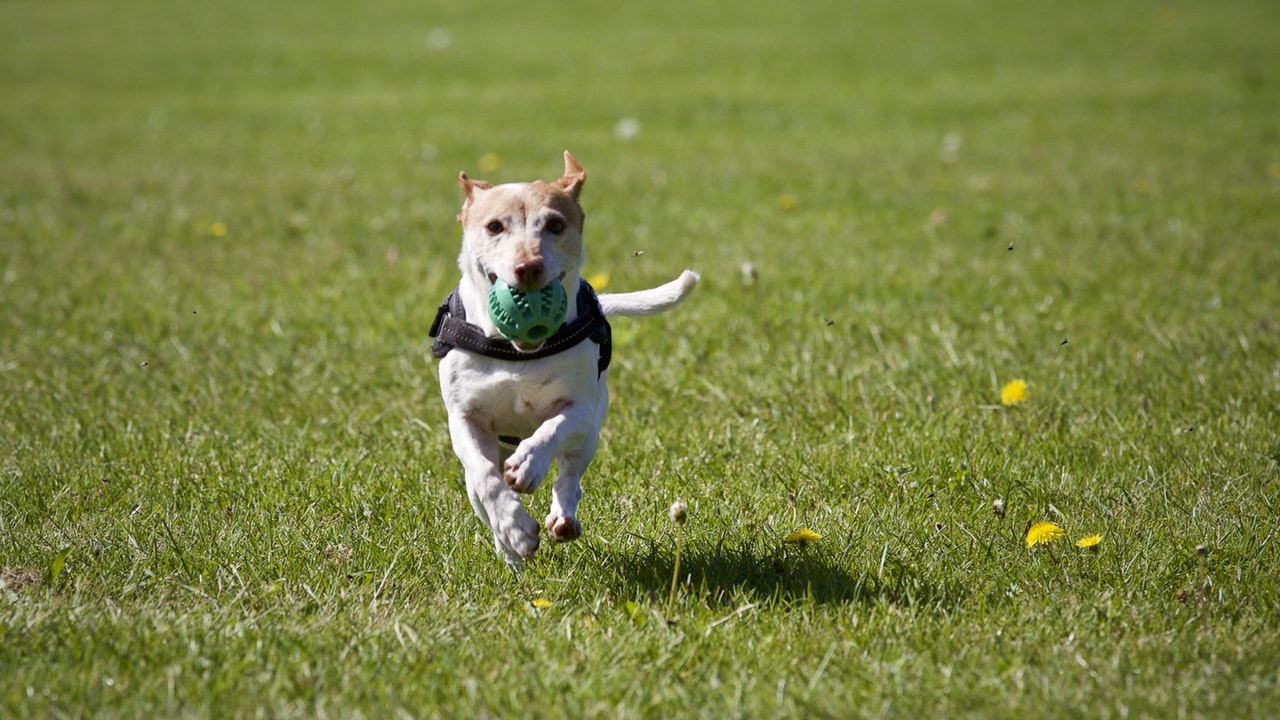 rescue dog training