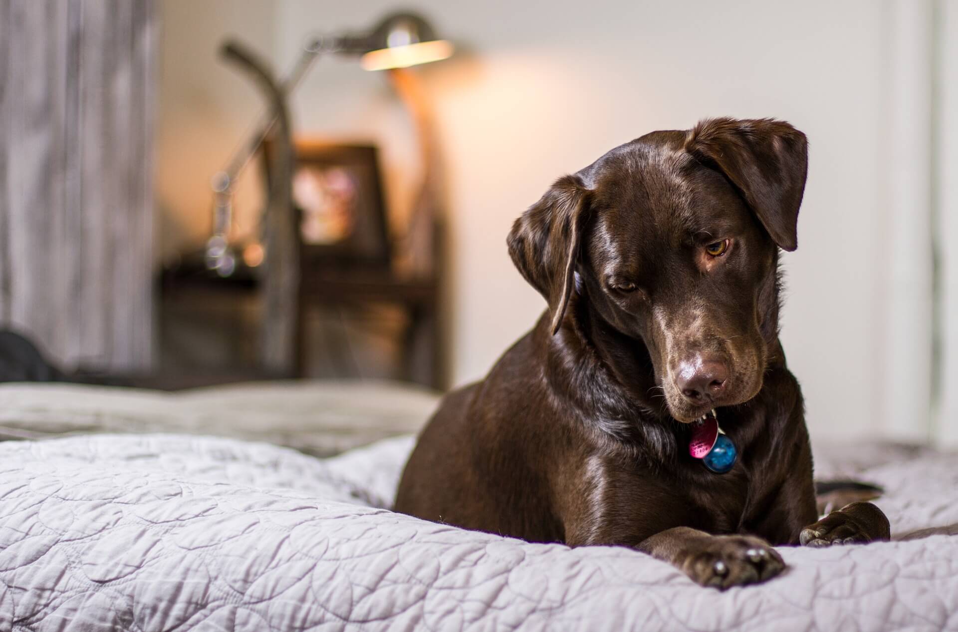 do hotels have to allow therapy dogs