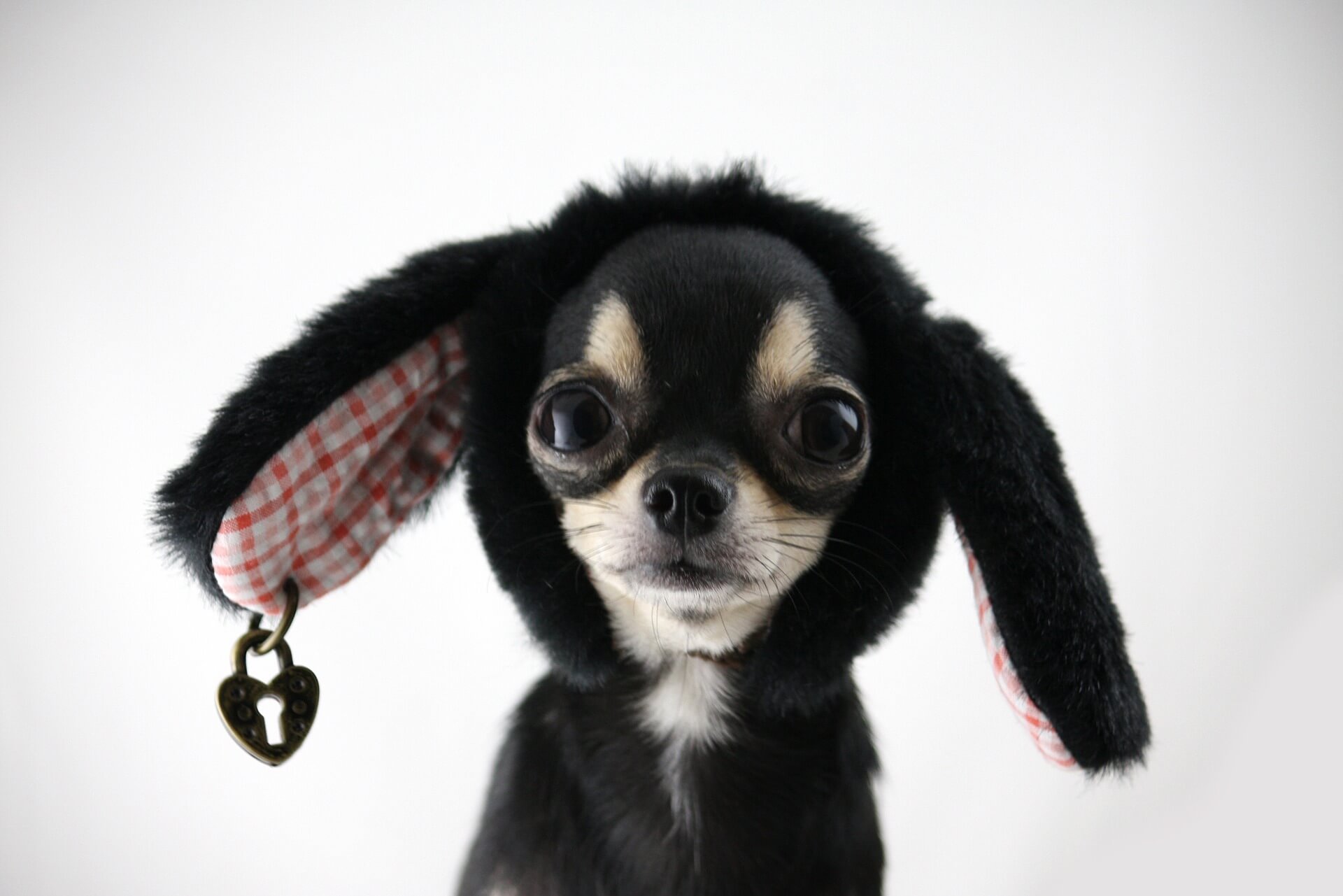 Chihuahua service dog shop for sale