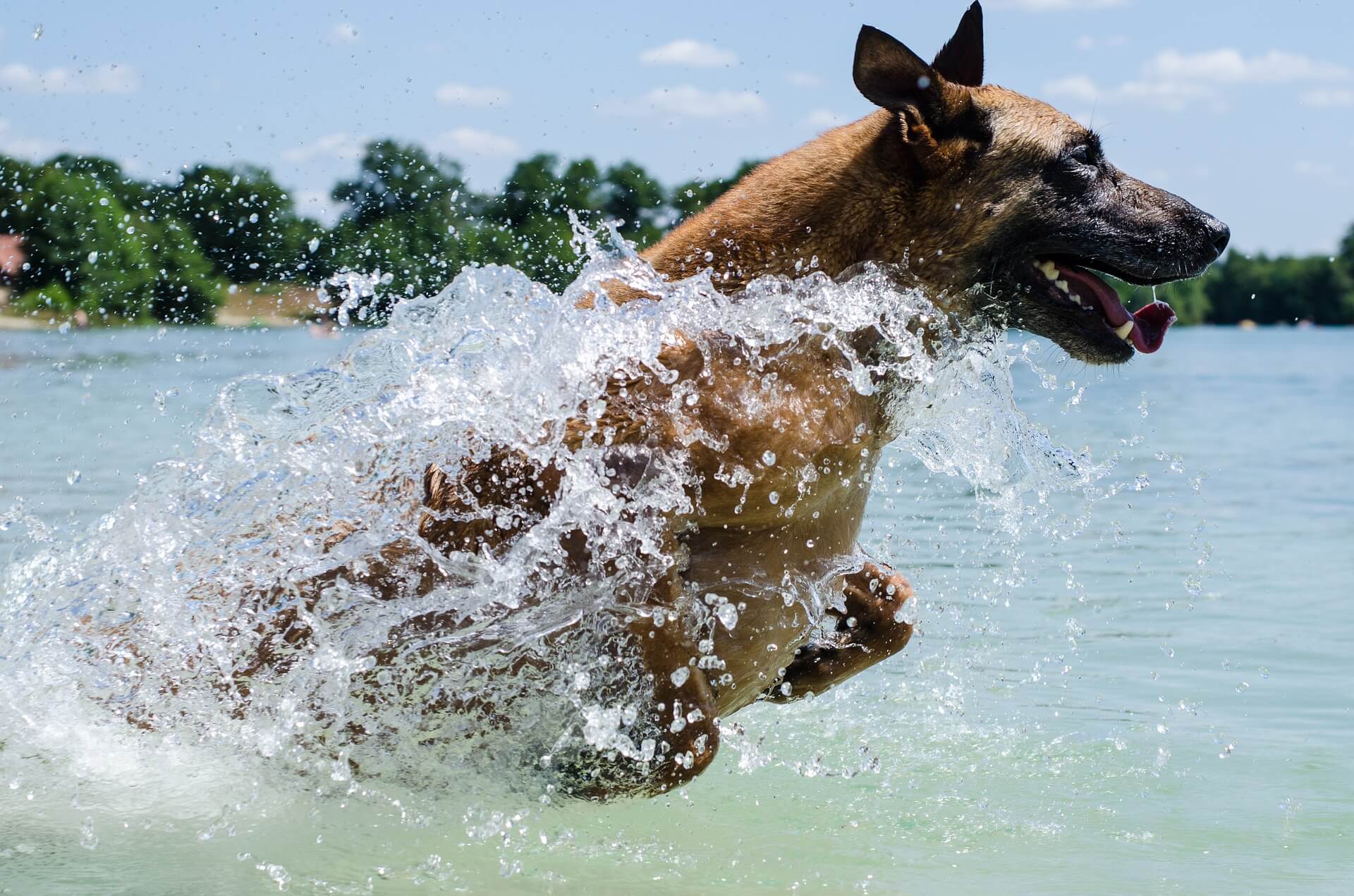 are dogs allowed at point beach