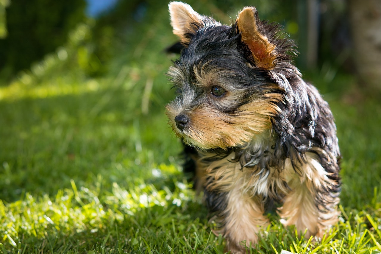 yorkie service dog 