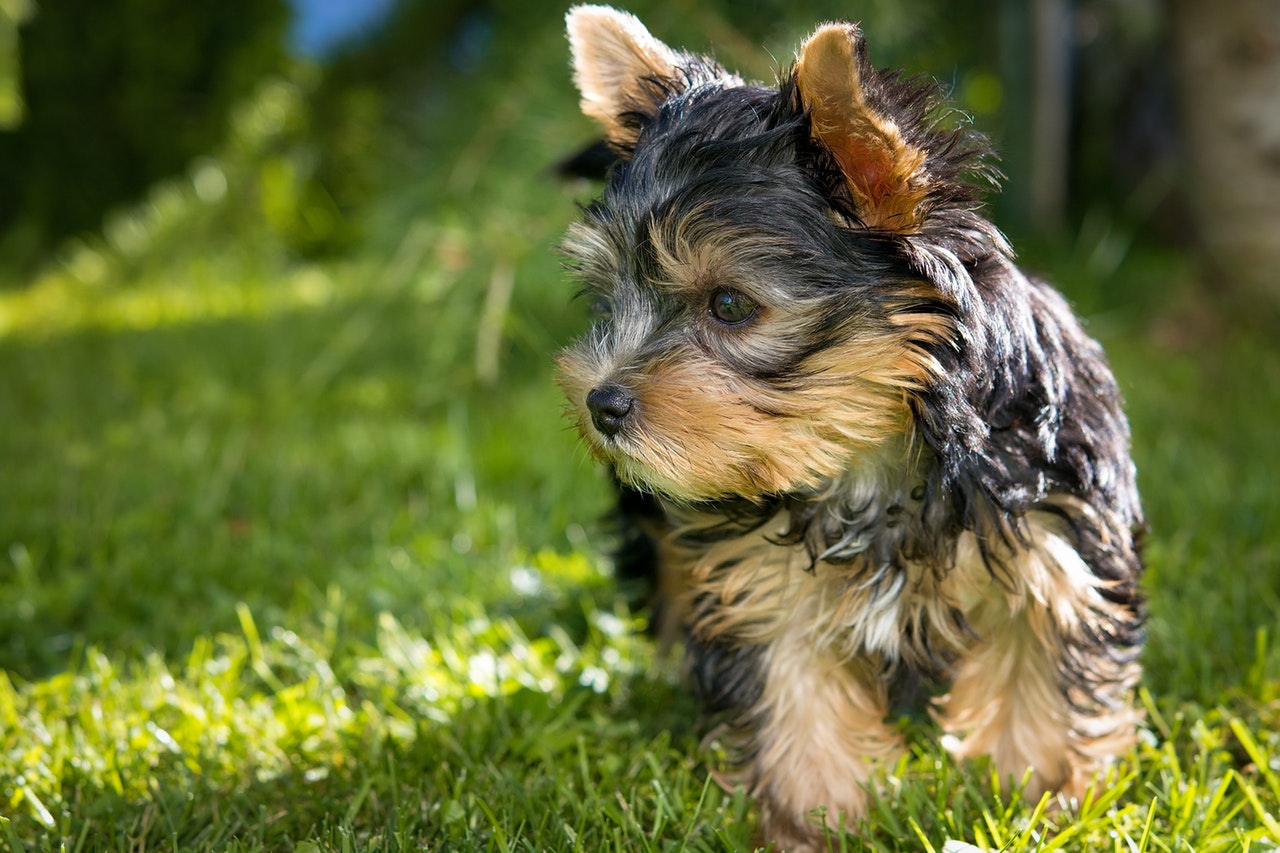 yorkie service dog 