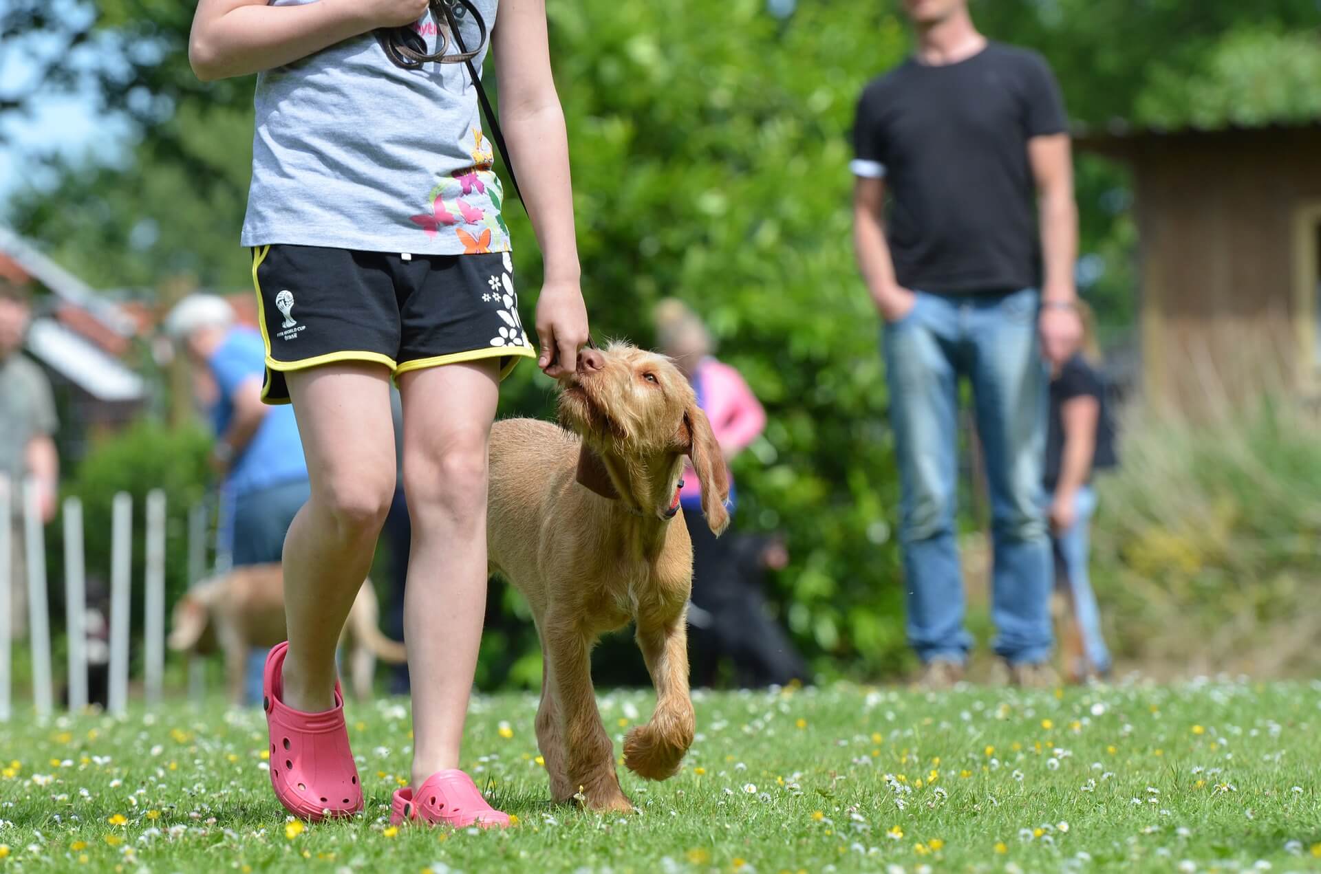 service dogs at school