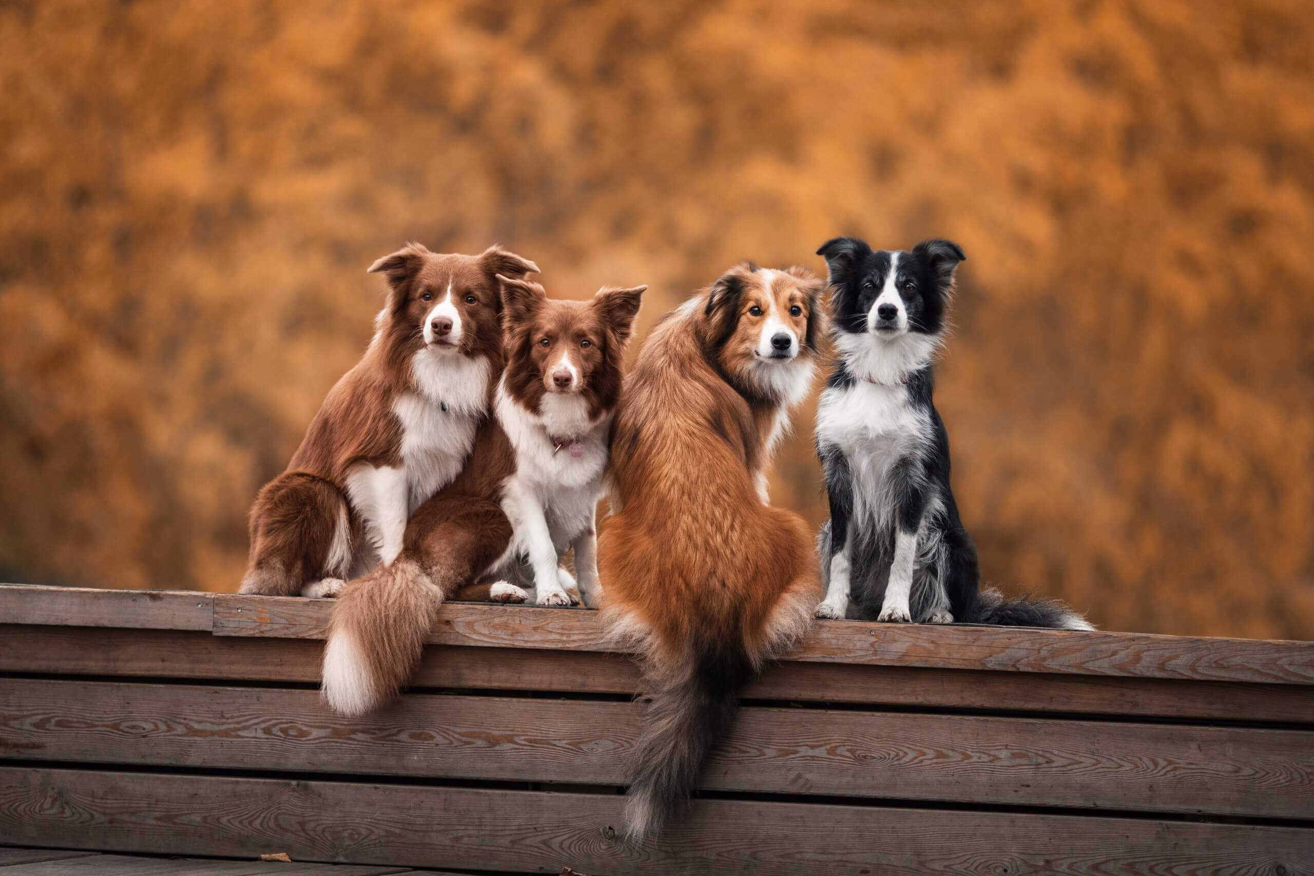 What Breeds Make The Best Therapy Dogs 