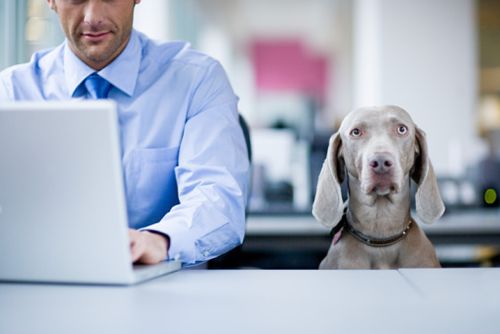 emotional support animals in the workplace