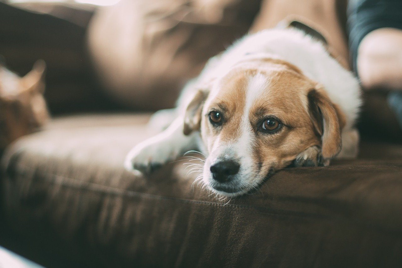 emotional support dog