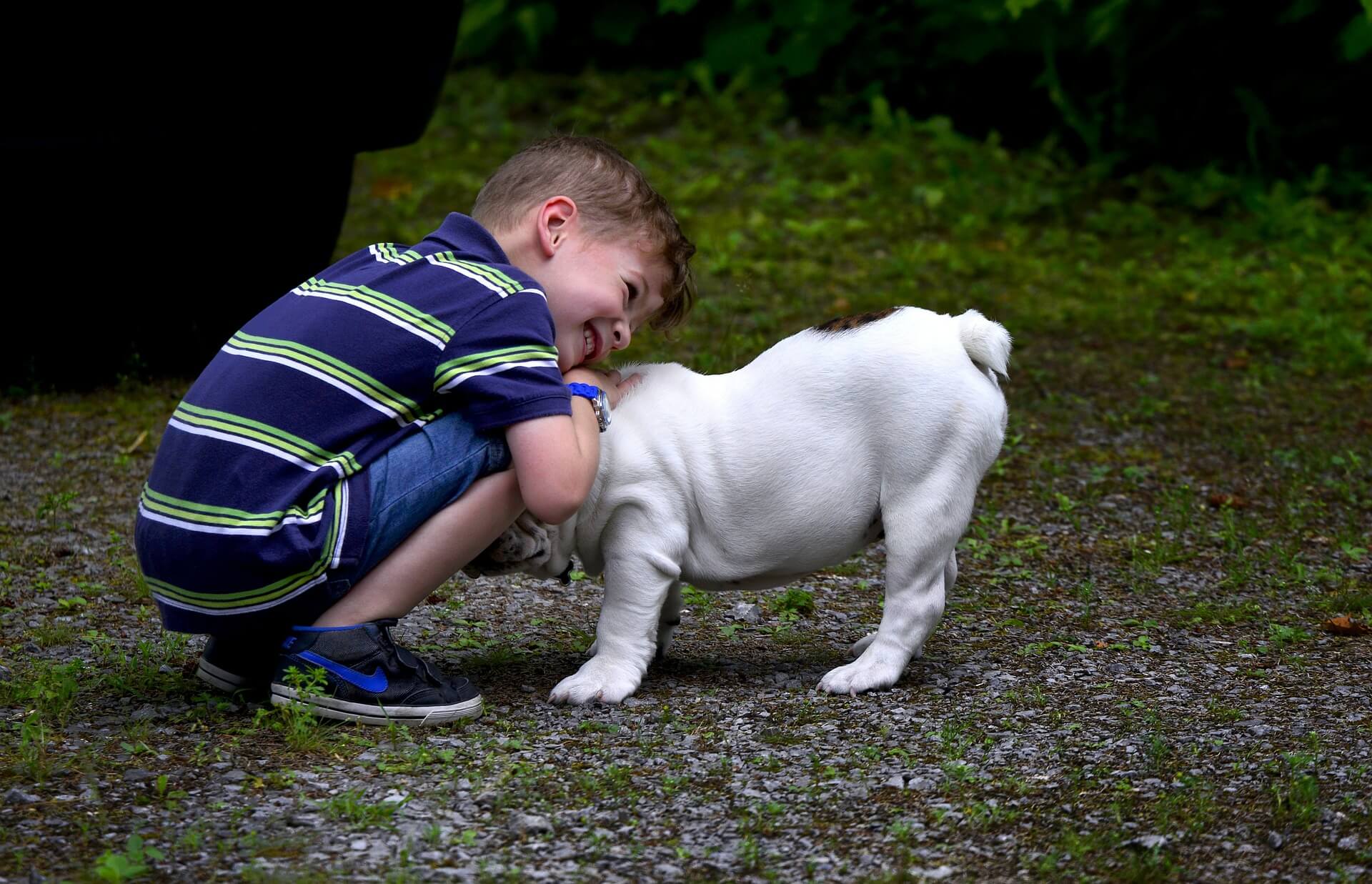 emotional support dog uk