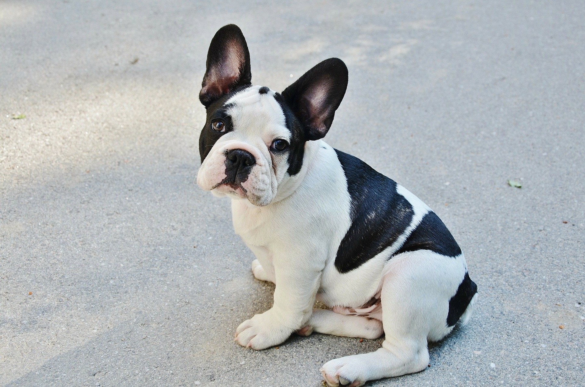 French Bulldog Service Dog