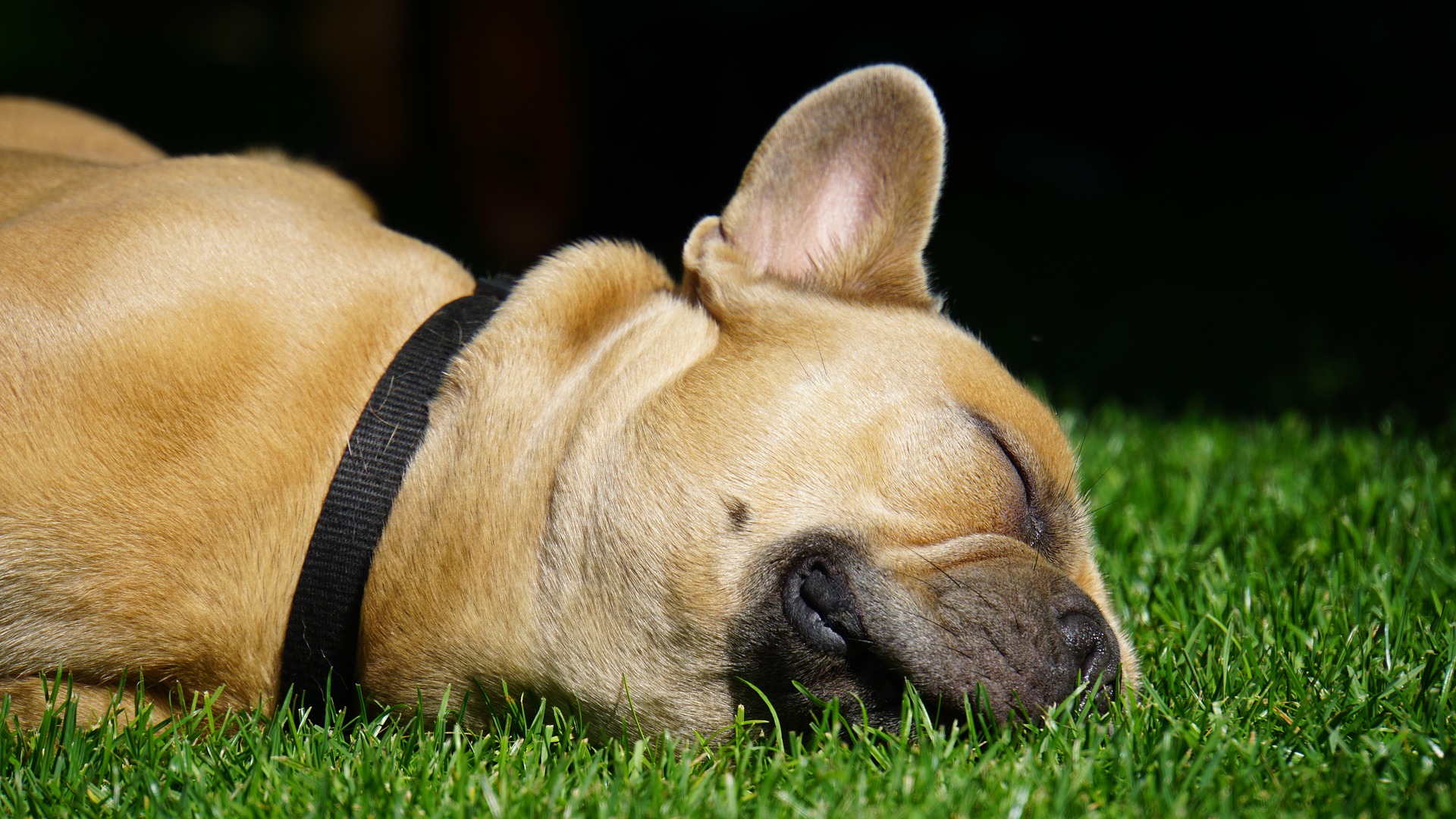 French Bulldog As A Service Dog Temperament, Training
