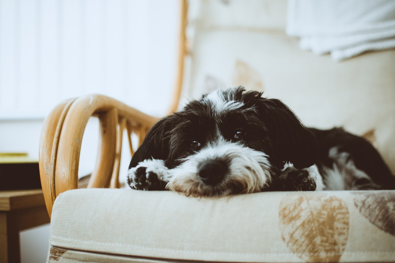 emotional support animals in apartments