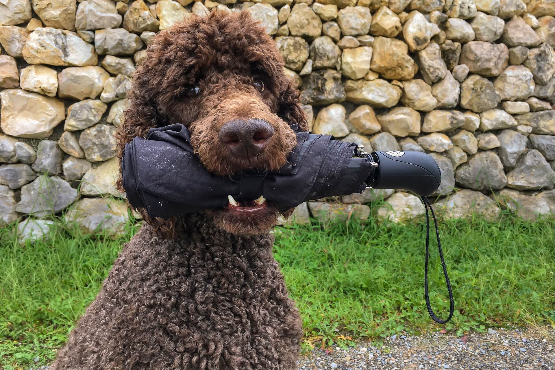 poodle psychiatric service dog