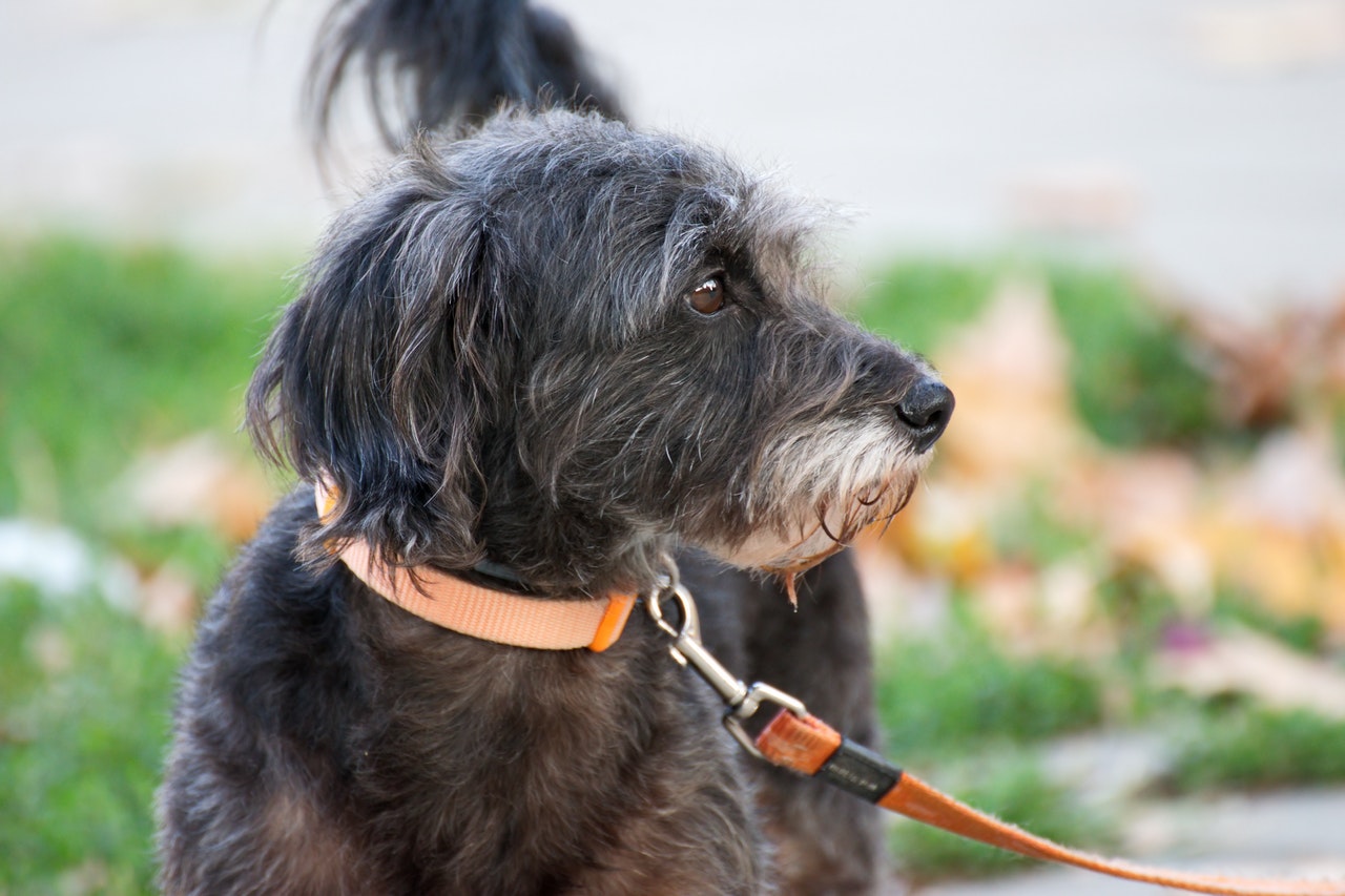 training dog to walk on leash