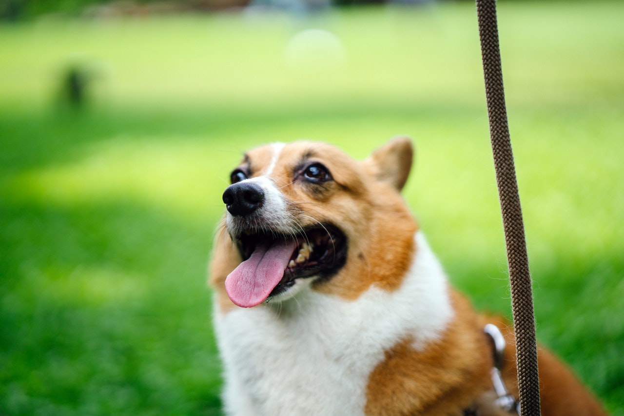 dog leash training