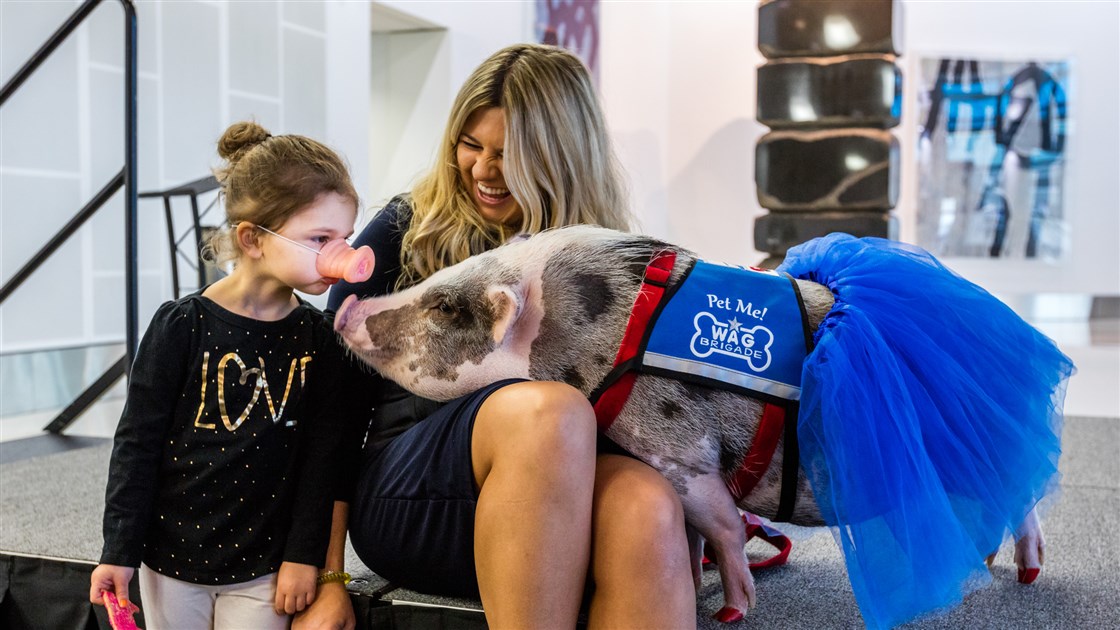 Emotional Support Pig San Francisco