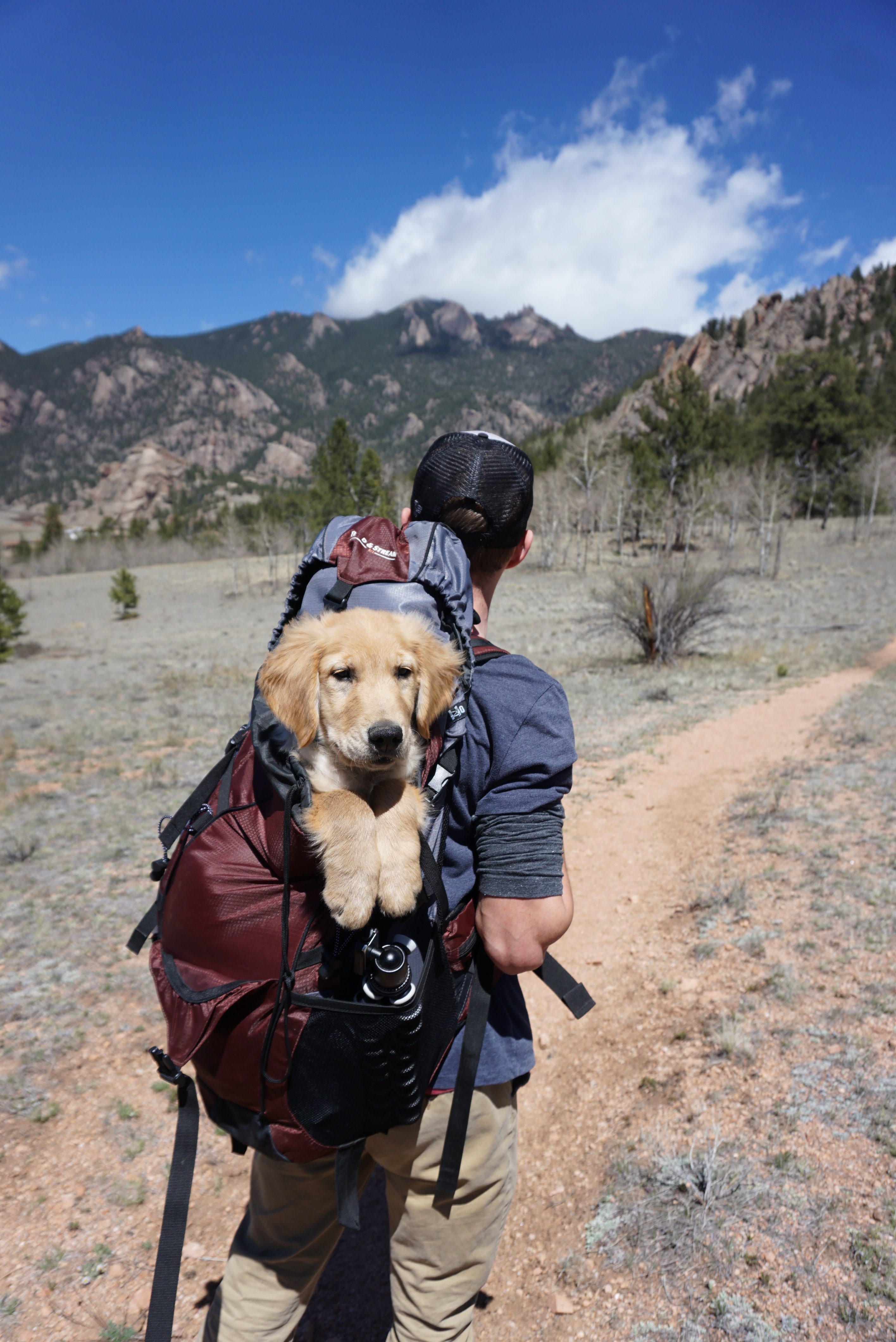 do hotels have to allow therapy dogs