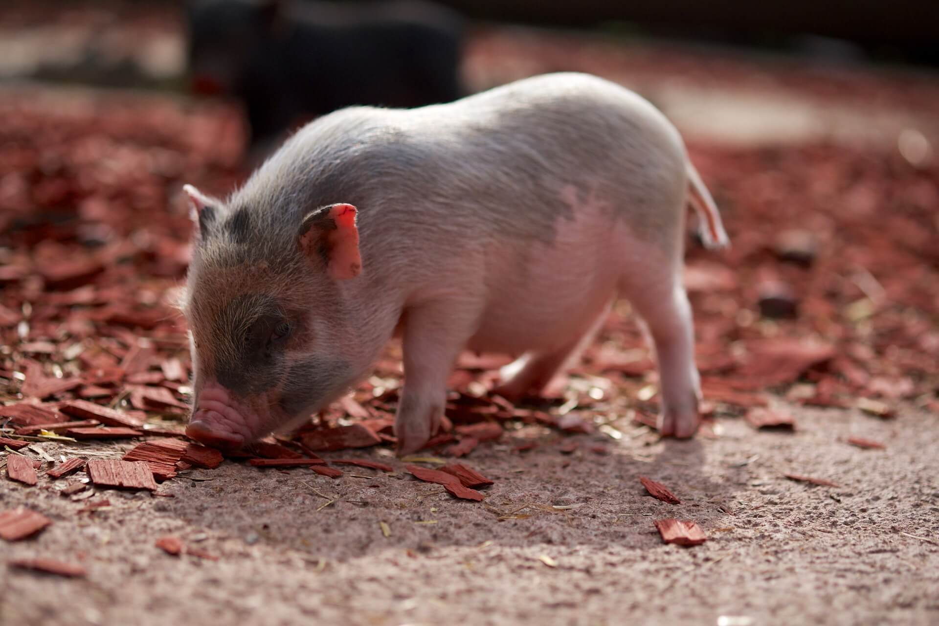 emotional support pig