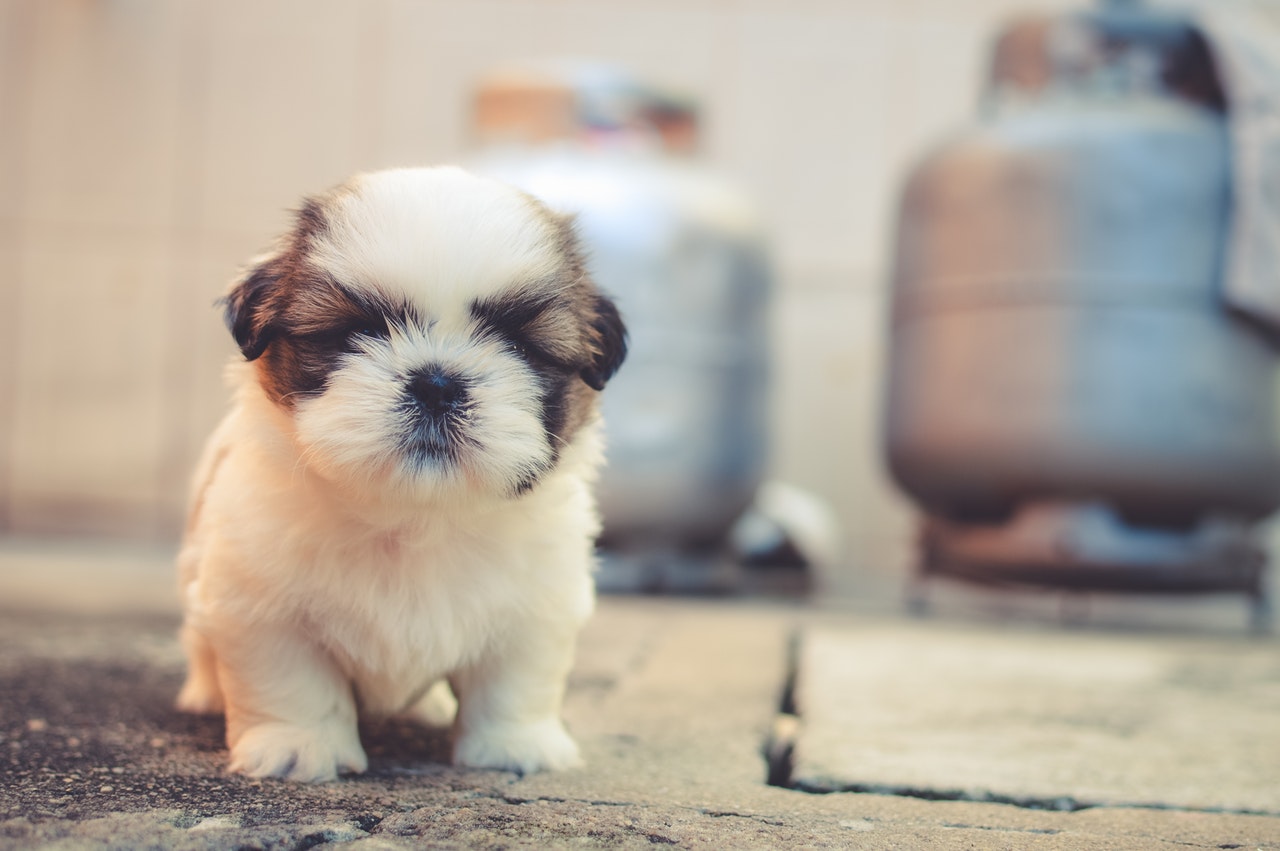 new puppy training