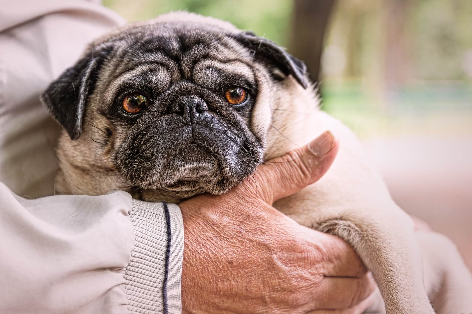 psychiatric service dog